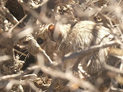 mountain degu: a South American rodent, Octodontomys gliroides, related to the degus