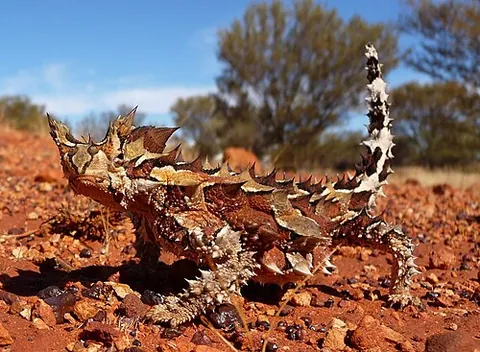 mountain devil: a thorny devil (Moloch horridus)