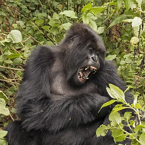 mountain gorilla: a subspecies of the eastern gorilla, Gorilla beringei beringei