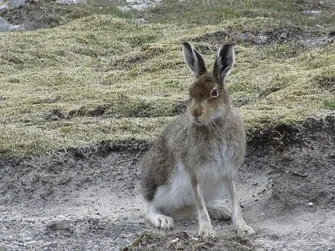 mountain hare: a Eurasian hare of species Lepus timidus, found mainly in tundra regions