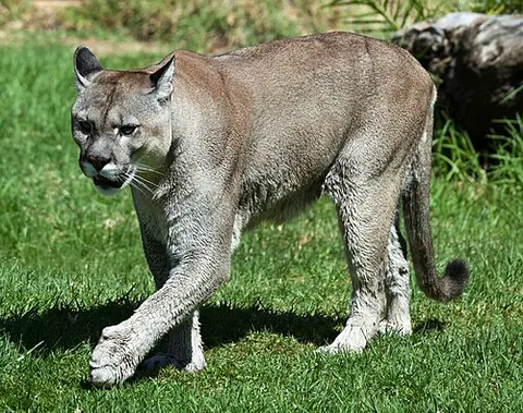 mountain lion: a cougar, Puma concolor