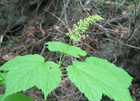 mountain maple: moose maple, Acer spicatum