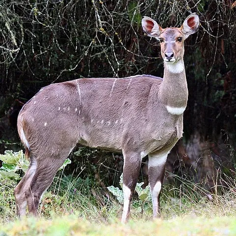 mountain nyala: an antelope native to mountain woodlands of central Ethiopia (Tragelaphus buxtoni)