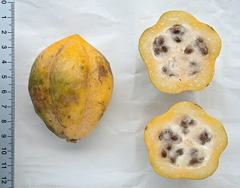 mountain papaya: vasconcellea pubescens, a tree of western South America