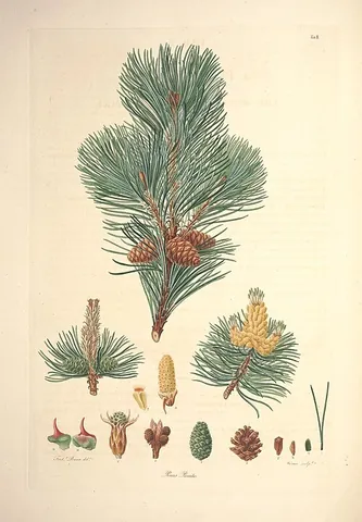 mountain pine: mugo pine (Pinus mugo)
