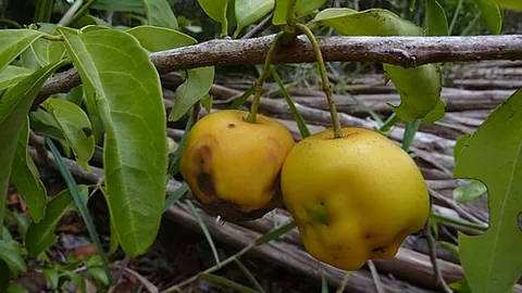 mountain plum: a tree of species Ximenia americana, of the tropics, that bears cherished fruits