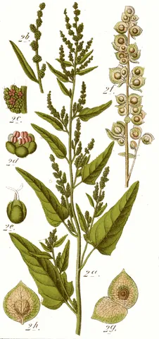 mountain spinach: a plant in the amaranth family used as a leaf vegetable, Atriplex hortensis