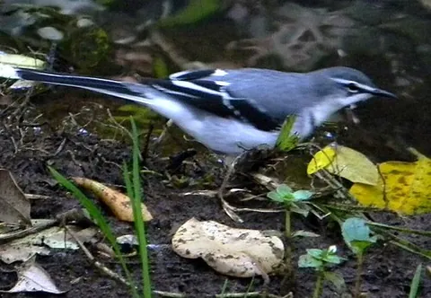 mountain wagtail: motacilla clara, a species of wagtail of the family Motacillidae from sub-Saharan Africa