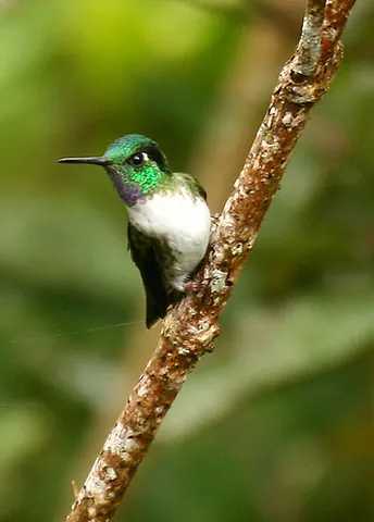 mountaingem: any hummingbird in the genus Lampornis
