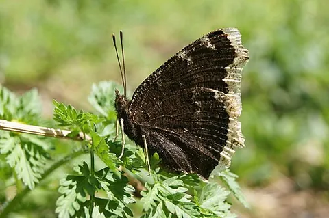 mourning cloak: a dark cloak worn by a mourner at a funeral