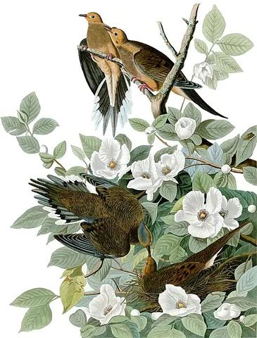 mourning dove: a grey-coloured dove, Zenaida macroura, that has a mournful call, native to North America