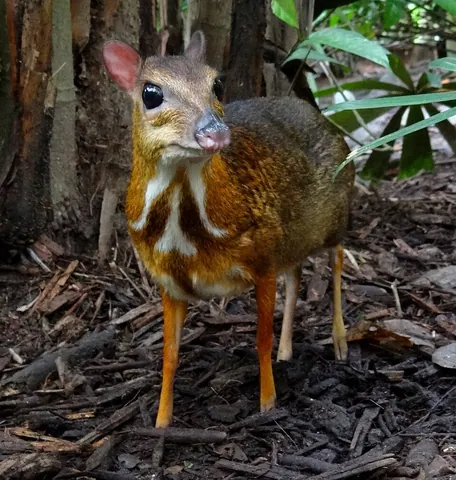 mouse deer: synonym of chevrotain