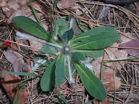 mouse-ear hawkweed: a plant of species (Pilosella officinarum, syn. Hieracium pilosella) of small hawkweeds native to...
