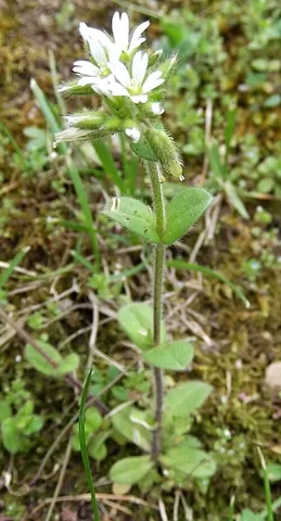 mouse-ear: a type of small hawkweed native to Eurasia (mouse-ear hawkweed, Pilosella officinarum), commonly...