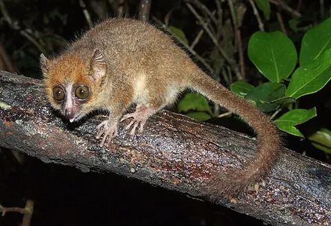mouse lemur: any of the nocturnal lemurs of the genus Microcebus native to Madagascar