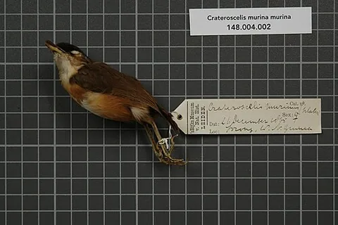 mouse-warbler: any bird of the genus Crateroscelis