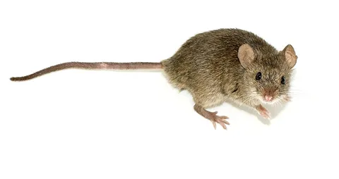 mouse: any mammal of the many rodent families (especially Muridae) that have a small body and a long tail