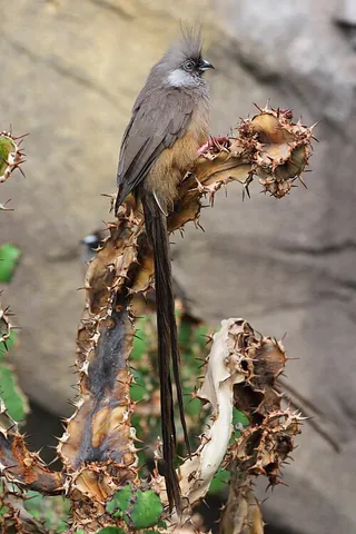 mousebird: any of a group of arboreal birds of the family Coliidae within the order Coliiformes, confined to...