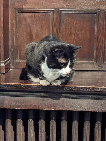 mouser: a cat that catches mice, kept specifically for the purpose