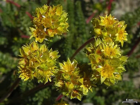 mousetail: any plant of the genus Ivesia, in the rose family