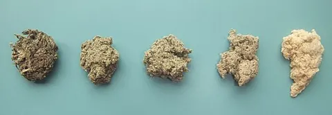 moxa: a woolly material obtained from the dried leaves of an Asian species of mugwort, such as Artemisia...