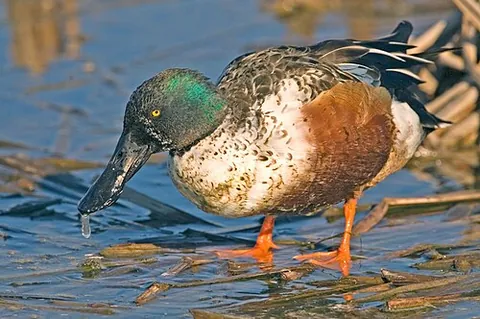 mud duck: the northern shoveler (Spatula clypeata)