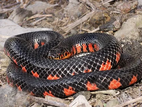 mud snake: a species of snake, Farancia abacura