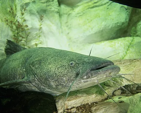 mudcat: a catfish, Ameiurus natalis (yellow bullhead), native to the Mississippi Delta