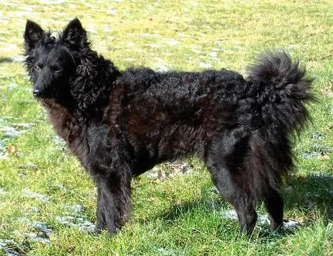 mudi: a breed of herding dog originating in Hungary