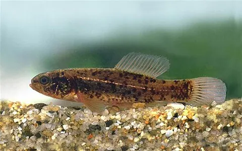 mudminnow: any member of the family Umbridae of ray-finned freshwater fish found in temperate regions across...