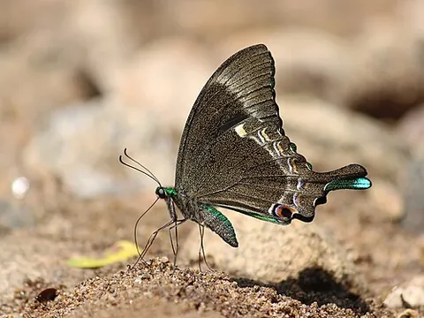 mudpuddle: a puddle of mud or muddy water