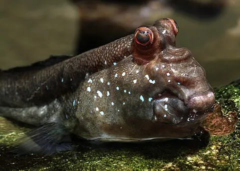 mudskipper: any of various gobies of the subfamily Oxudercinae that are able to survive out of water by...
