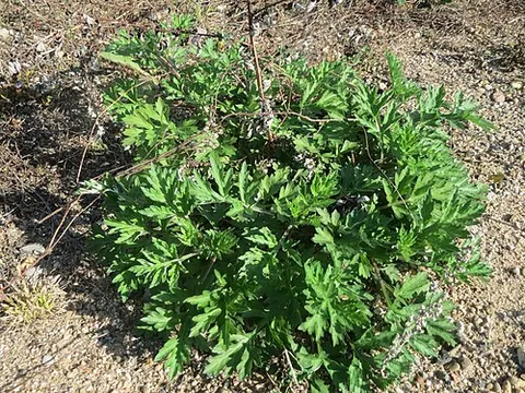 mugwort: any member of the species Artemisia vulgaris of plants native to temperate Eurasia and north...