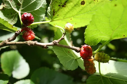 mulberry: any of several trees, of the genus Morus, having edible fruits