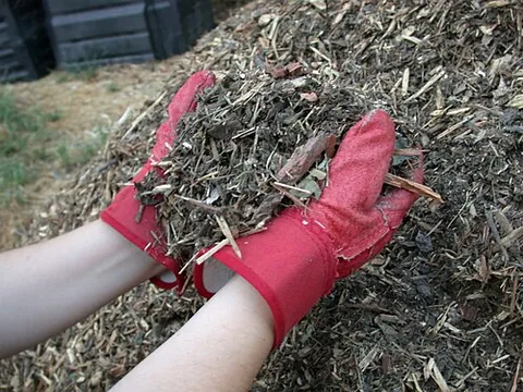 mulch: any material used to cover the top layer of soil to protect, insulate, or decorate it, or to...