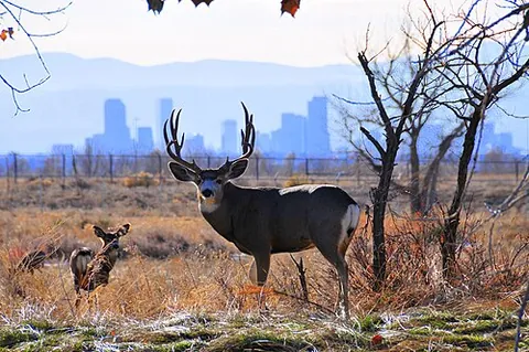mule deer: a species of deer (Odocoileus hemionus) found in western North America