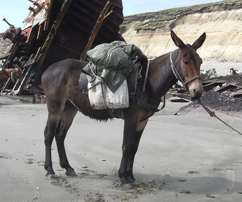 mule: the generally sterile male or female hybrid offspring of a male donkey and a female horse
