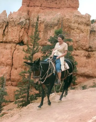 muleback: the back of a mule