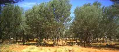 mulga: any of a number of small acacia trees, especially Acacia aneura, forming dense scrub in dry inland...