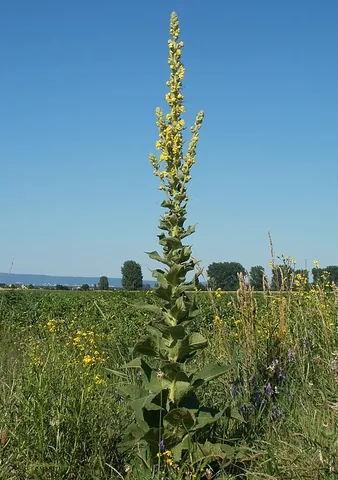 mullein: any of a few hundred species of European and Asian plants, of the genus Verbascum, especially that...