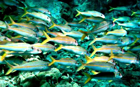 mullet: a fish of the family Mullidae (order Syngnathiformes)