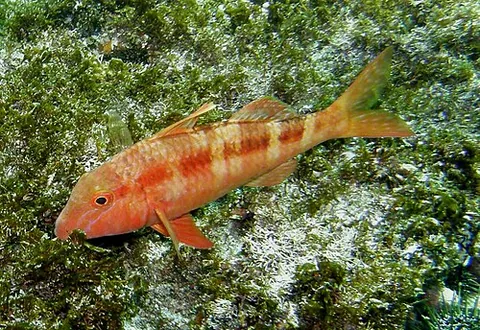 mullid: any fish in the family Mullidae