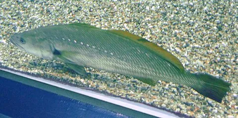 mulloway: any of the species Argyrosomus japonicus of large fish, found along the eastern coast of Africa and...