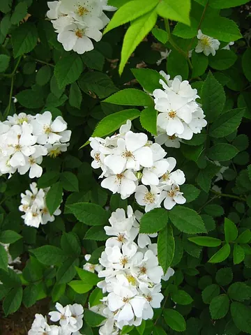 multiflora rose: a plant of the species Rosa multiflora, native to East Asia, considered invasive in the US