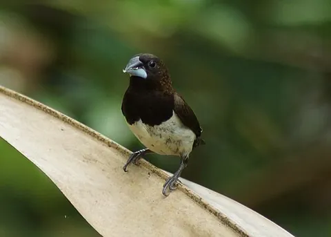 munia: any of certain estrildid finches of the genera Lonchura (most instances) and Amandava (two species)