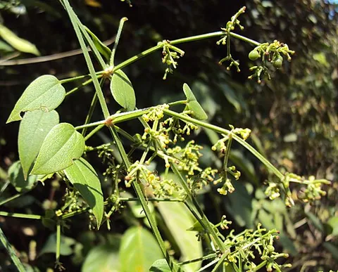 munjeet: the plant Rubia cordifolia, or Indian madder; the dye extracted from the plant