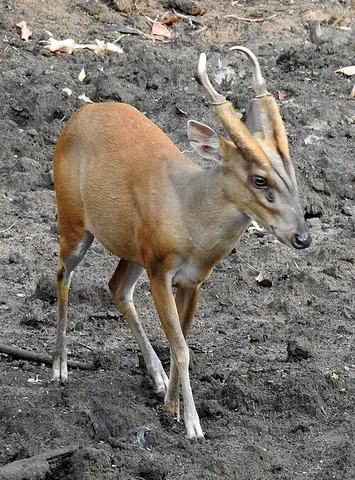 muntjac: any of various species of east Asian deer of the genus Muntiacus, having short antlers and a...