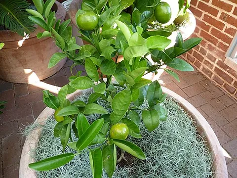 murcott: a variety of hybrid citrus tree (tangor), or the tangerine-type fruit of the tree