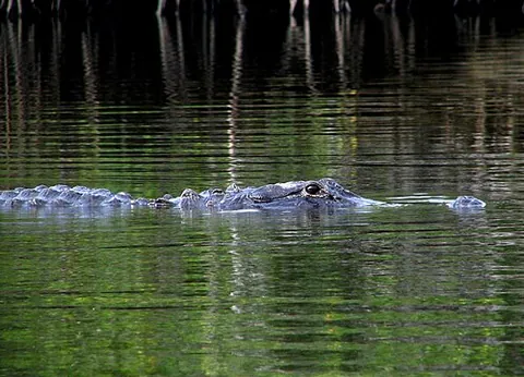 murder log: an alligator or crocodile