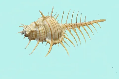 murex: any member of the genus Murex of marine gastropods